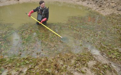 Goldfische werden zum Problem