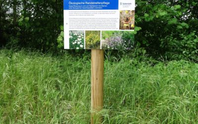 Einladung zum Vortrag „Was lebt denn da? Insektenmonitoring an Straßenrändern“