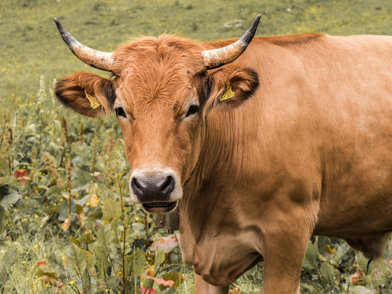 Im November 2024 wurden knapp vier Prozent weniger Rinder in NRW gehalten als ein Jahr zuvor