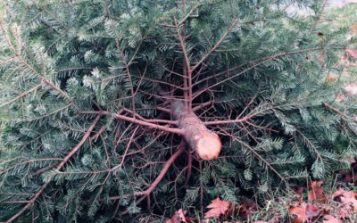 Weihnachtsbaumverkauf an der Försterei Blomberg