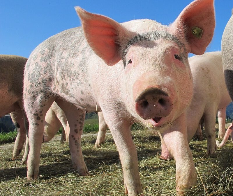 2024 wurden 2,3 Prozent mehr Schweine geschlachtet als ein Jahr zuvor