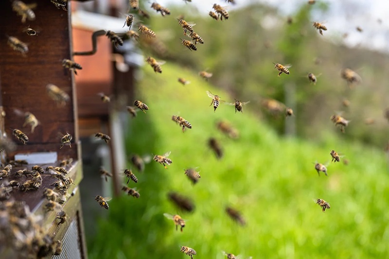 Apisticus-Tag: 100 Jahre Bienenkunde in Münster