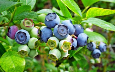 NRW: 2024 wurden vier Prozent weniger Strauchbeeren geerntet