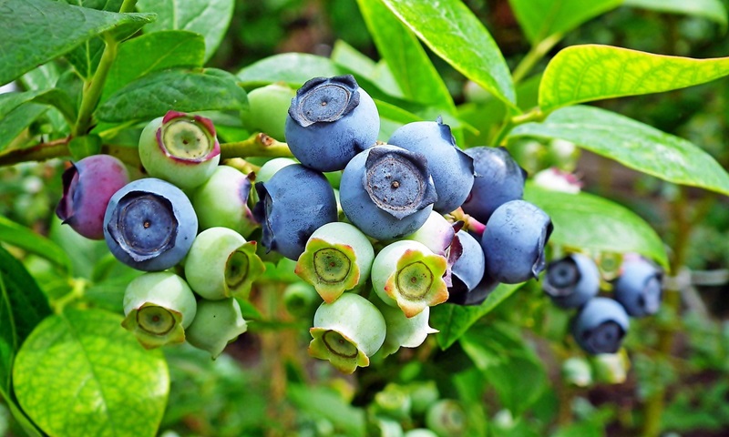 NRW: 2024 wurden vier Prozent weniger Strauchbeeren geerntet