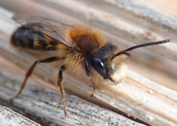 Wildbienen-Nisthilfen bauen