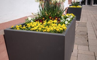 Eine blühende Innenstadt – Blombergs Bürgerinnen und Bürger sind gefragt!