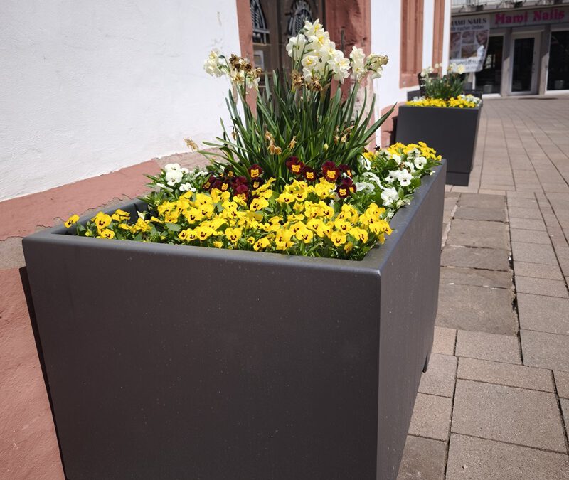 Eine blühende Innenstadt – Blombergs Bürgerinnen und Bürger sind gefragt!