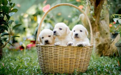 Nur wenige Hunde-OP-Versicherungen sind empfehlenswert
