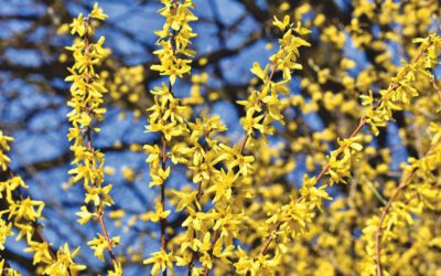 Forsythien nach der Blüte schneiden