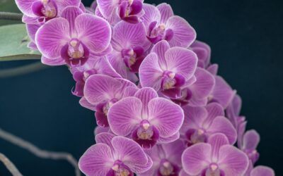 NRW-Wirtschaft importierte 2024 fast 50 Prozent weniger Orchideen, Hyazinthen, Narzissen und Tulpen als im Vorjahr