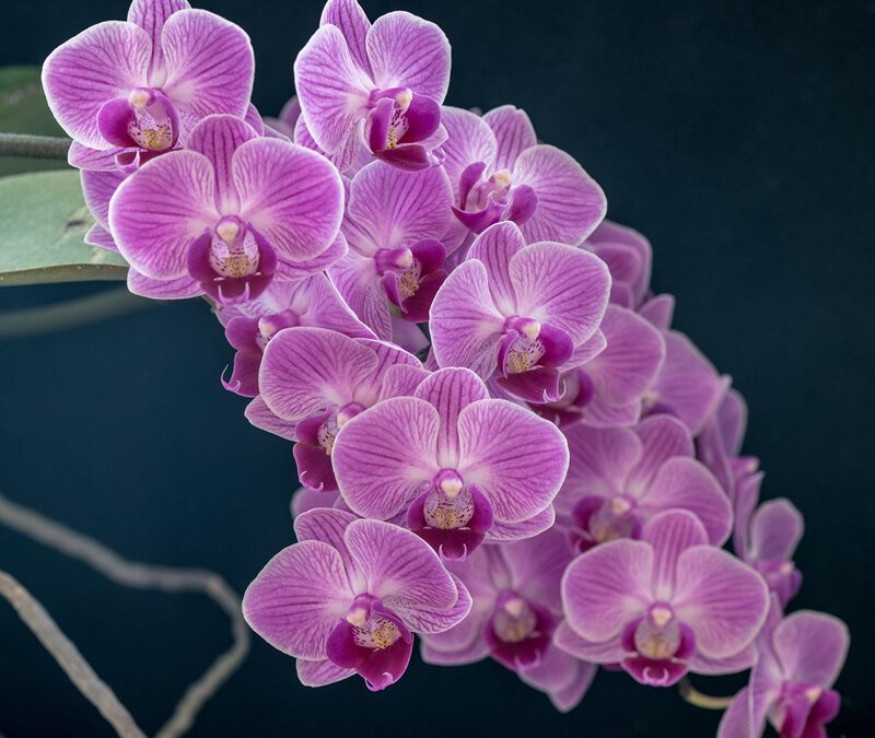 NRW-Wirtschaft importierte 2024 fast 50 Prozent weniger Orchideen, Hyazinthen, Narzissen und Tulpen als im Vorjahr