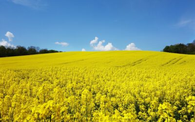 Der Raps blüht in NRW