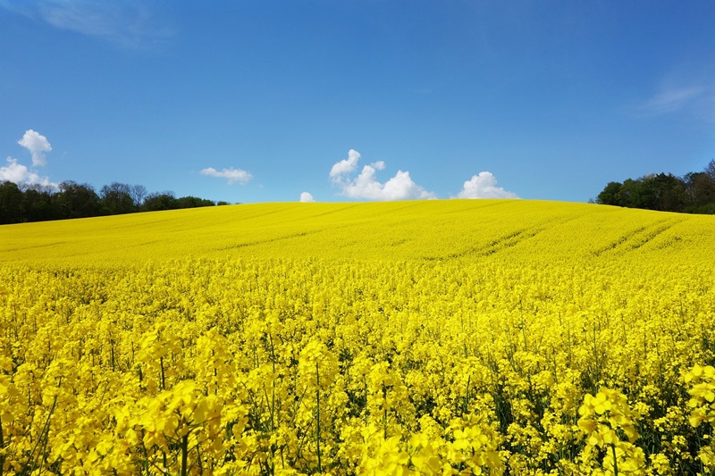 Der Raps blüht in NRW