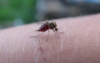 Das mögen Blutsauger gar nicht – Mücken- und Zeckenschutzmittel im Test