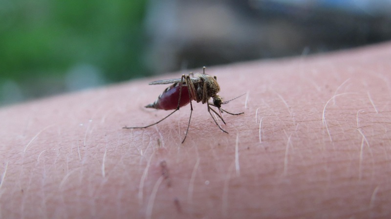 Das mögen Blutsauger gar nicht – Mücken- und Zeckenschutzmittel im Test