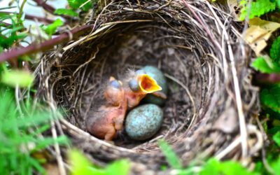 Das Vogelei – ein Wunder der Natur