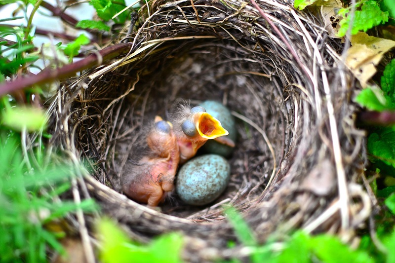 Das Vogelei – ein Wunder der Natur