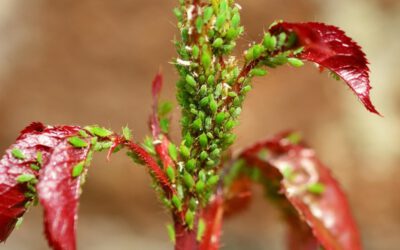 Wasser marsch gegen Blattläuse an Rosen