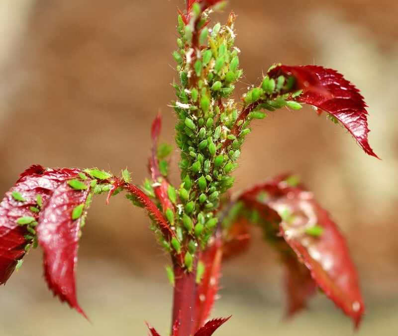 Wasser marsch gegen Blattläuse an Rosen