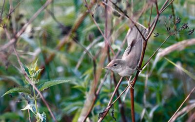 Vogelstimmen entlang der Bega