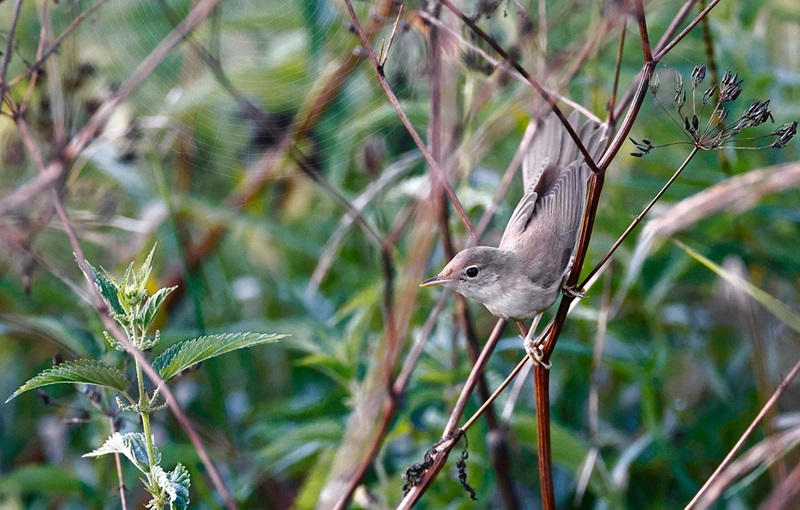 Vogelstimmen entlang der Bega