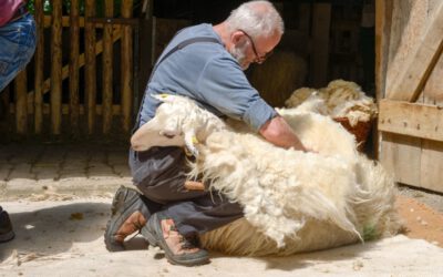 Tierische Höhepunkte am Sonntag