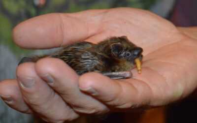 Lemgoer Fledermausnacht