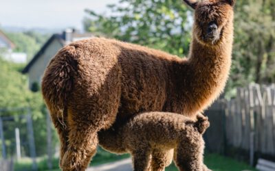 Sommer, Sonne und Jungtierglück – den flauschigen Sommerstars ganz nah sein