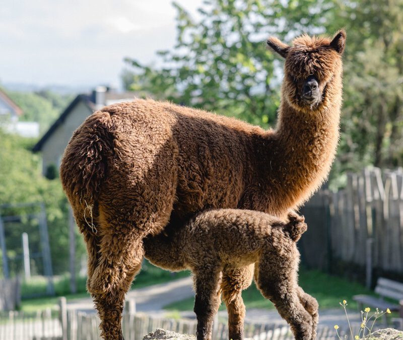 Sommer, Sonne und Jungtierglück – den flauschigen Sommerstars ganz nah sein