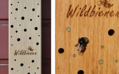 Wildbienen benötigen Nistmöglichkeiten