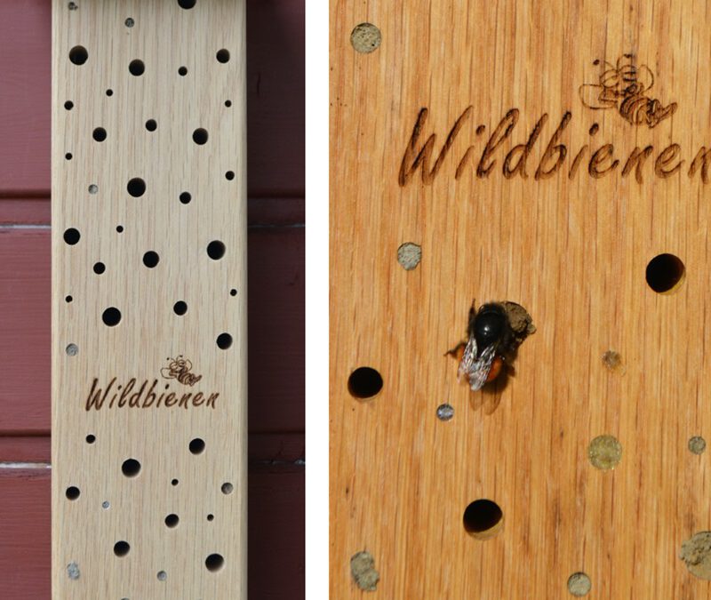 Wildbienen benötigen Nistmöglichkeiten