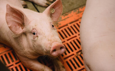 IG BAU ruft Beschäftigte in der Tierhaltung zu Umfrage auf