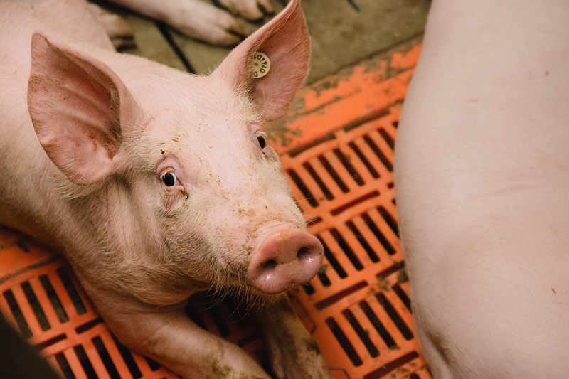 IG BAU ruft Beschäftigte in der Tierhaltung zu Umfrage auf