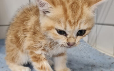 Viele Katzen aus Lemgo landen im Tierheim