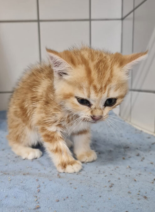 Viele Katzen aus Lemgo landen im Tierheim