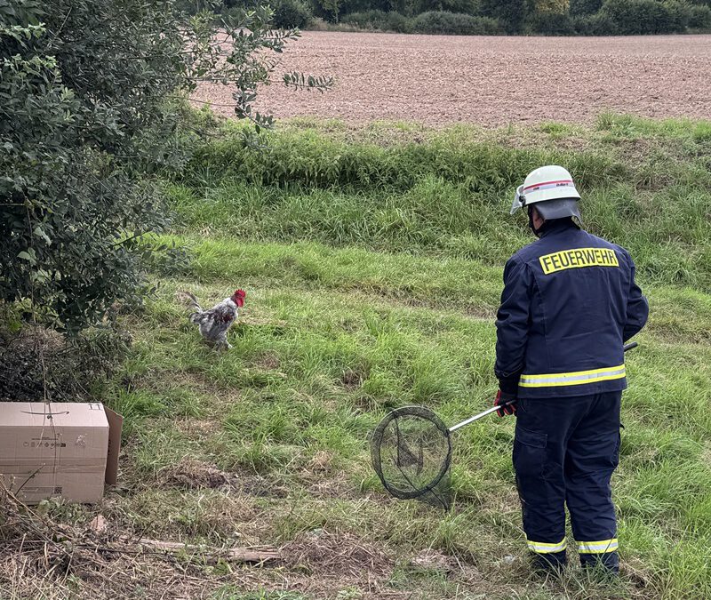 Hahn auf Abwegen