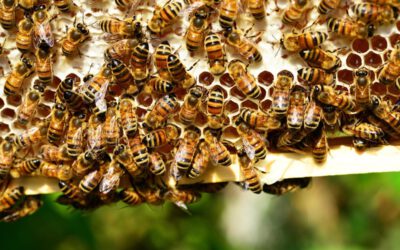 Honigbienen: Frühtrachternte in NRW