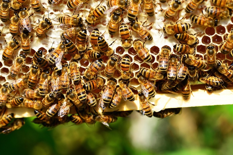 Honigbienen: Frühtrachternte in NRW