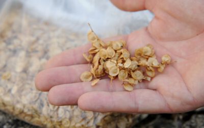 Eigenes Saatgut gewinnen