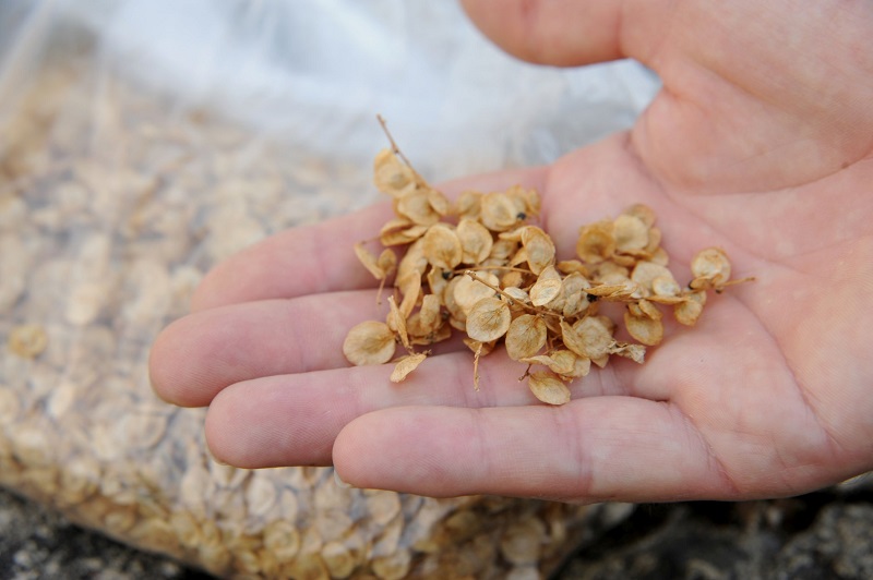 Eigenes Saatgut gewinnen