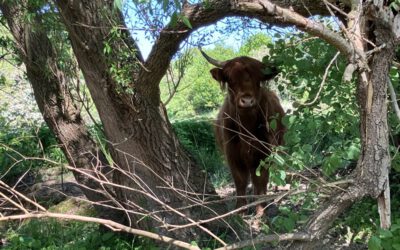 Grüne Infrastruktur: Schottische Hochlandrinder im Glimketal