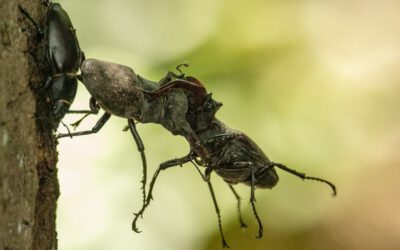 Von Geweihen und Kämpfen – Der Hirschkäfer im Kreis Lippe