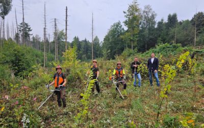 Neue Bäume für den Bornsiekbach
