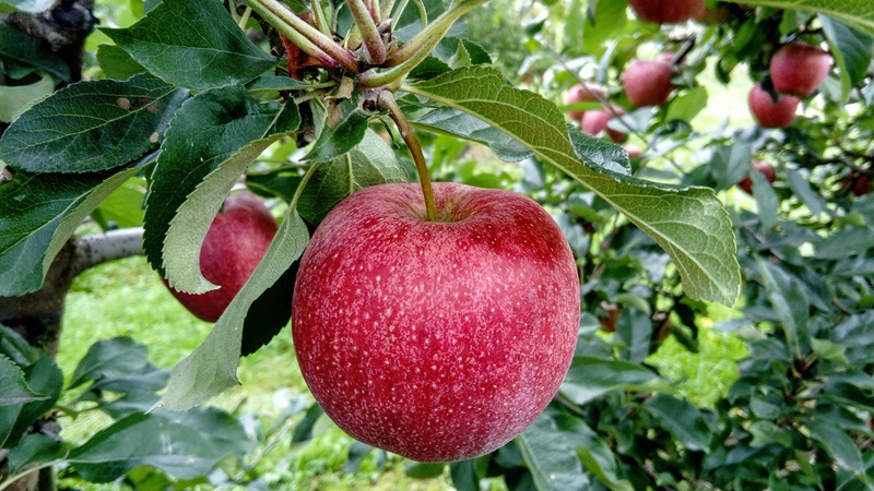 Viele Früchte am Baum