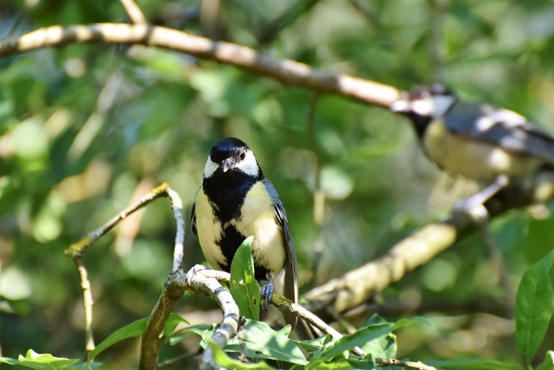 Lebensraum mit Wild- und Vogelschutzhecken schaffen