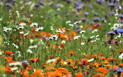 Online-Vortrag zu Wildblumenwiesen und Wildblumensäumen