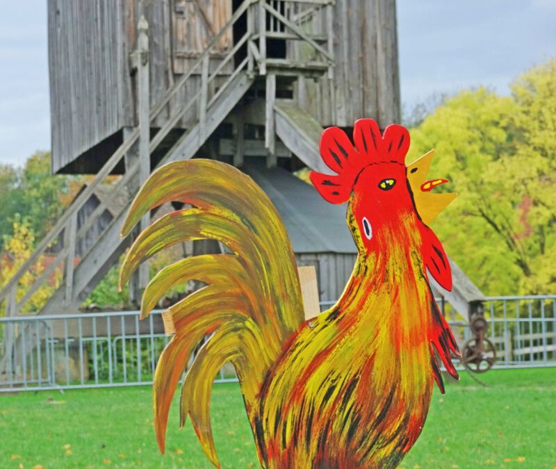 Wer hat das schönste Huhn?