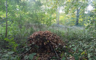 Schutz in der kalten Jahreszeit: Igelburgen im Garten bauen