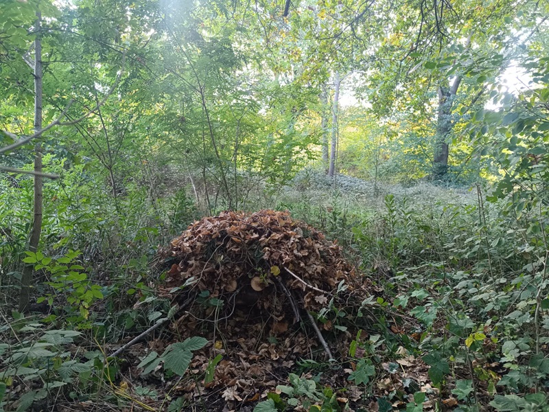 Schutz in der kalten Jahreszeit: Igelburgen im Garten bauen