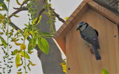 Vogel-Nistkasten bauen mit Klein & Groß